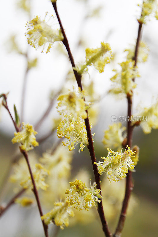 柳树(Salix sp.)与雄性柳絮(英属哥伦比亚，W.加拿大)